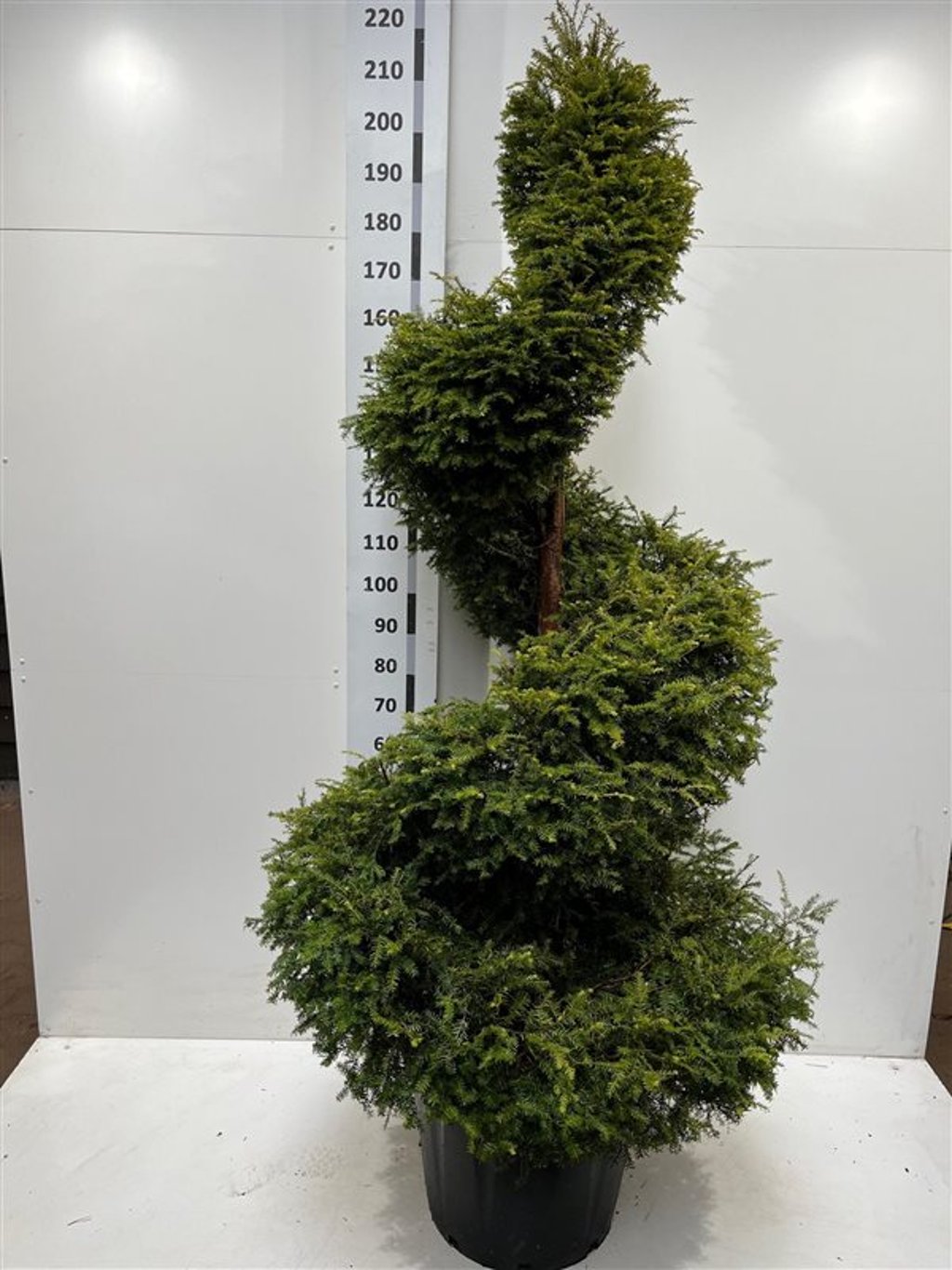 Tsuga canadensis - 180-200 CM Spiral Cont.